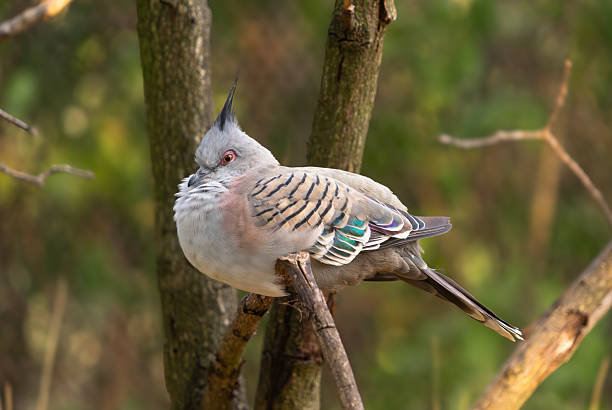 istock Crested Pigeon Perched on Branch in Natural Light 2226362211