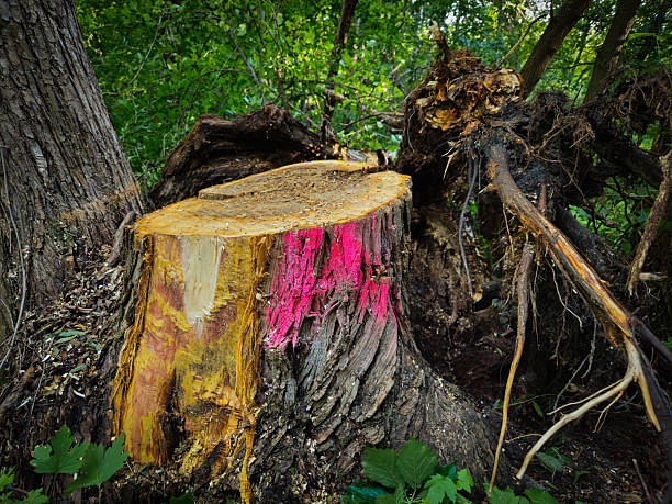 a tree that was marked for removal damaged from wood boring insects. the stump has outer rings in view with signs of tunneling and frass in the heartwood. environment design element. dendrochronology and entomology