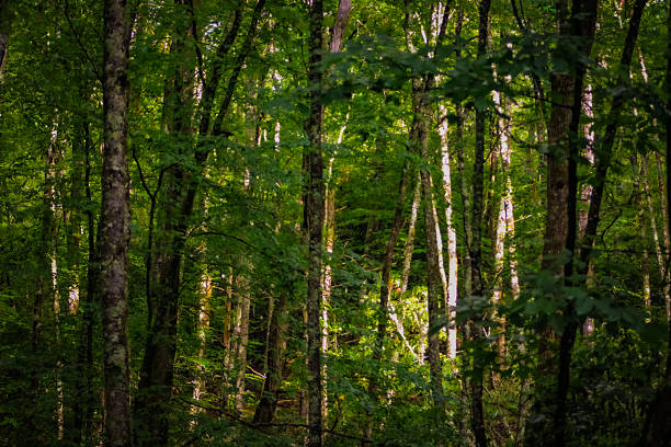 a lush, deciduous forest, with light filtering through the canopy. green woodland background or banner