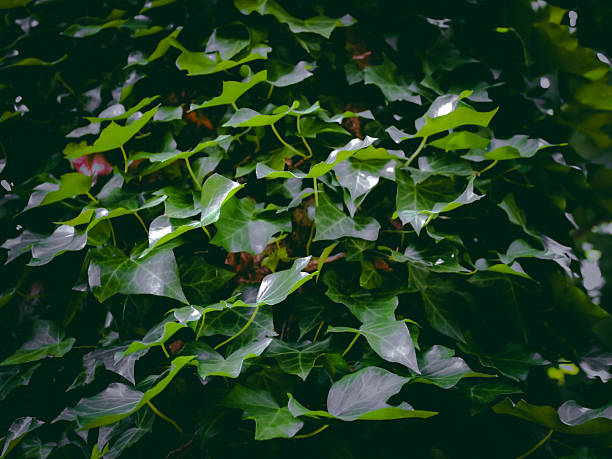 macro close-up of ivy climbing up a tree with green gradient color and bokeh light effect. beauty in nature landscape background