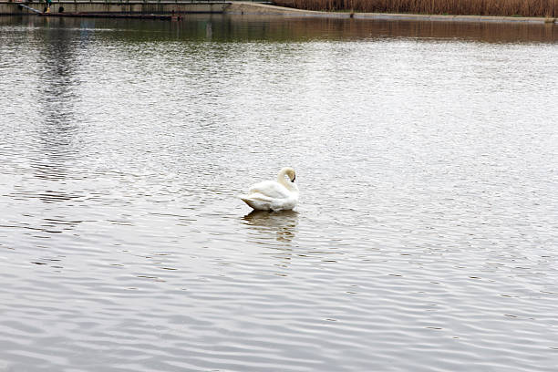 istock White swan gliding alone on calm water surface under overcast sky. 2226362516