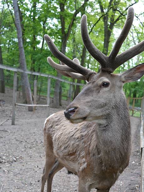 Close-up of a majestic deer with antlers in a lush green forest setting.