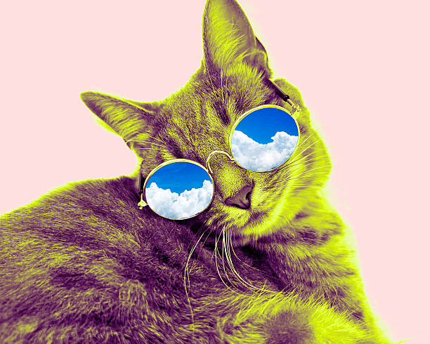 istock Funny cat wearing glasses 2226363202