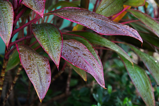 Colorful green and red leaves adorned with dewdrops in the morning. The lush foliage captures the vibrant essence of nature, evoking feelings of freshness, tranquility, and natural beauty