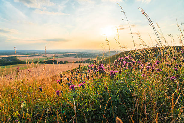 istock Purple flowers growing on dunstable downs at sunset, england 2226364701