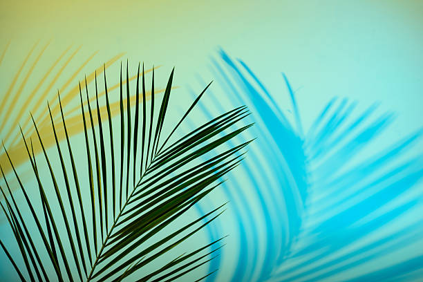 istock Tropical leaves in neon light with duotone shadows 2226365427