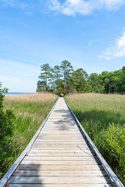 Wooden boardwalk stretching through tall marsh grasses, leading toward a grove of pine trees under a bright blue sky on a warm summer day.