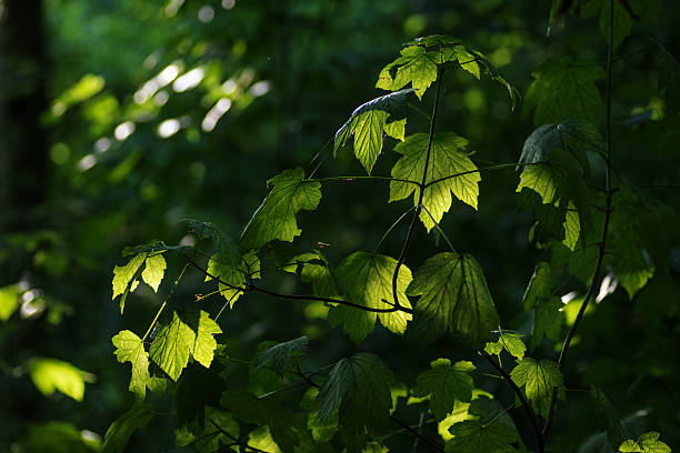 istock Green leaves in the forest, 2226365758