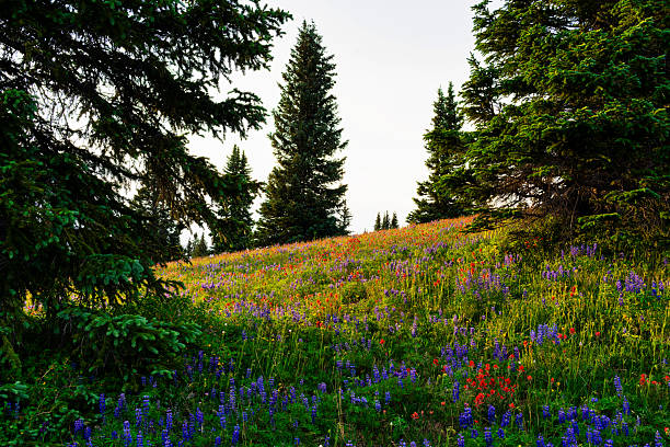 istock Colorful Wildflowers in Alpine Meadow 2226367296