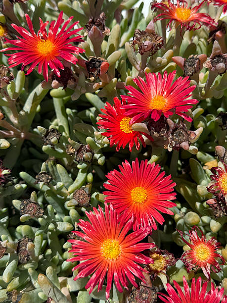 istock Bright red ice plant flowers in bloom 2226368090