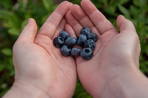 istock Freshly picked blueberries held in hands from a home garden during late summer 2226368216