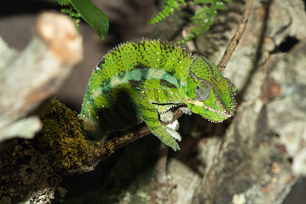 istock Climbing Chamaleon looking at me, changing colors, playing hide and seek. 2226369667