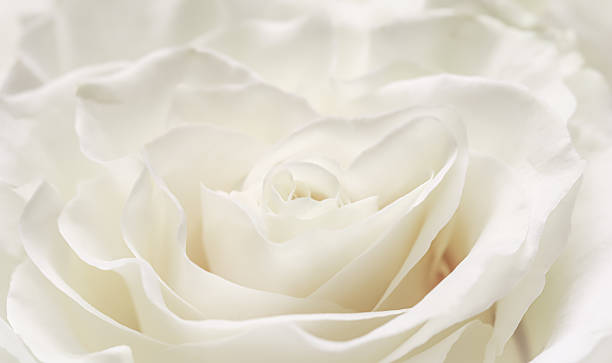 istock White rose flower petals, soft focus. Macro flowers backdrop 2226369704