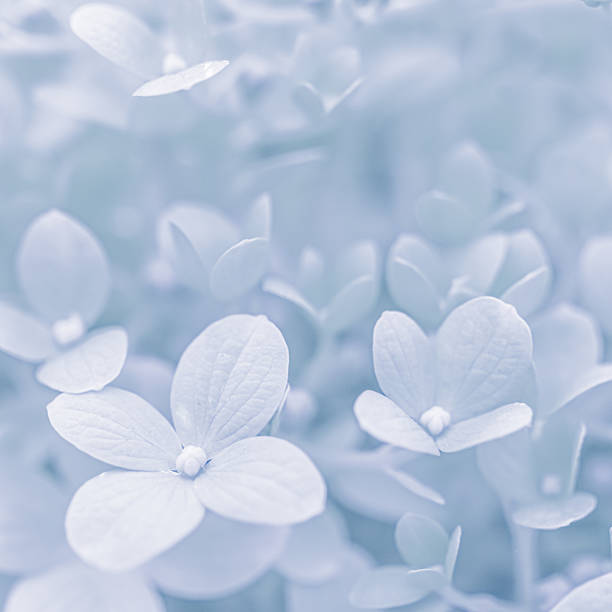 istock Background of white blue petals of Hydrangea or Hydrangea. Soft focus 2226369713