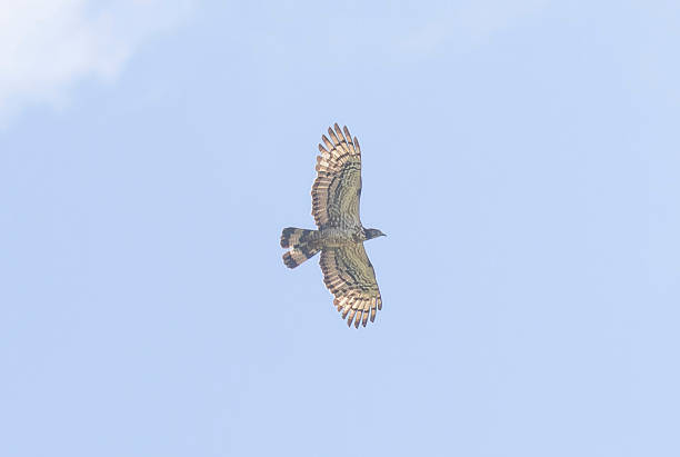istock Oriental honey-buzzard in flying in a blue sky background. 2226369746