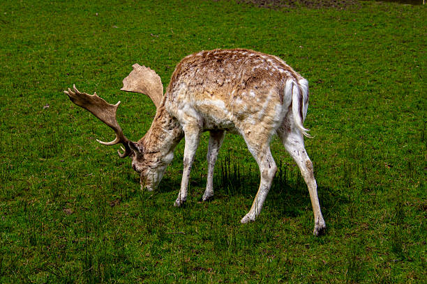 Pere David's deer, Elaphurus davidianus, milu, elaphure with characteristic large preorbital glands