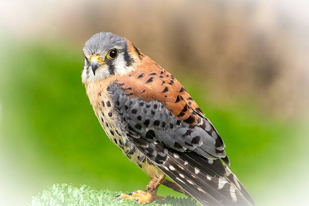 istock Having a conversation through eye-contact with a colourfull falcon. 2226369831