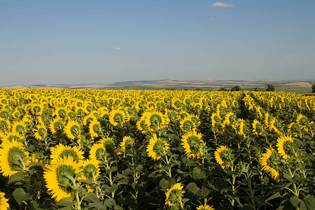 A field of sunflowers. Flower. Yellow. Plant. Outdoor. Sunflower