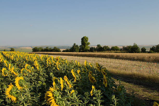 A field of yellow flowers. Grass. Outdoor. Sky. Field. Flower