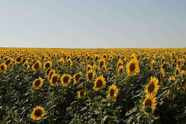 istock A field of sunflowers 2226370961