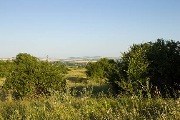 A grassy area with trees and water in the background. Outdoor. Grass. Tree. Sky. Field