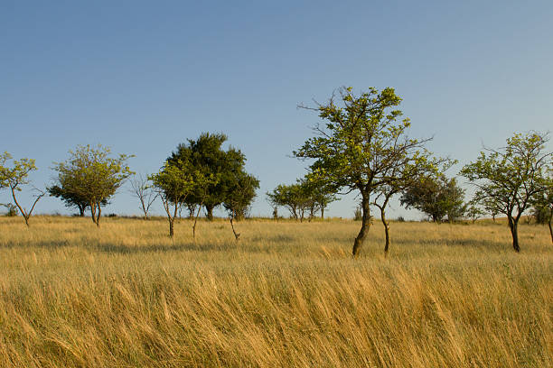Fine art black and white images capturing East Africa's vast savannas, acacia trees, and dramatic skies. Evoking timeless beauty, mood, and contrast across the African wilderness.