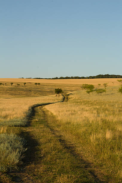istock A dirt road with a tree in the middle 2226371817