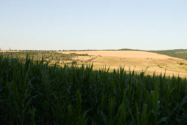 A field of green plants. Sky. Outdoor. Grass. Plant. Field