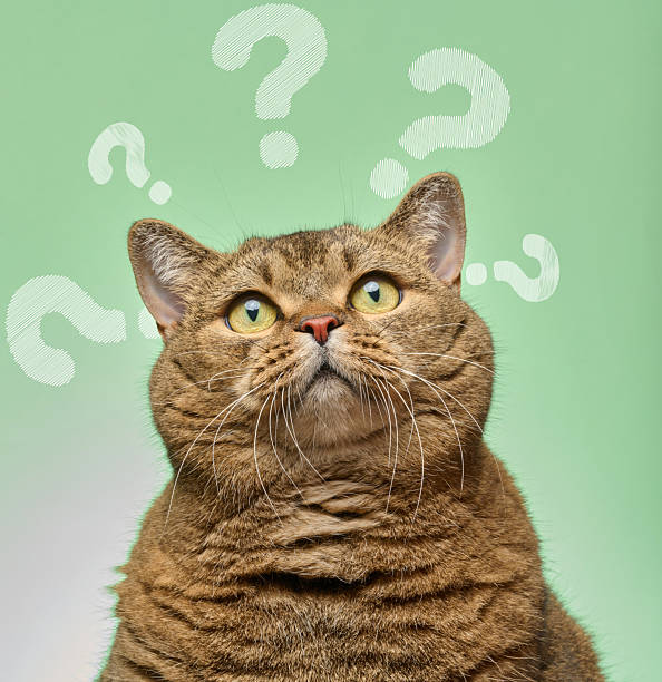 istock A shorthaired cat looks up with question marks drawn around its head. Curiosity, confusion, questions, or searching for answers. 2226372184
