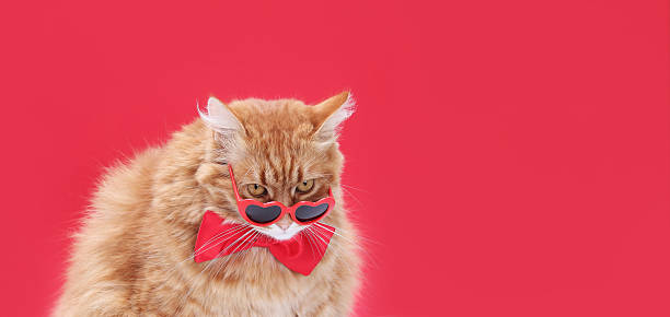 istock Ginger Cat Dressed for Valentine's Day in Heart Glasses and Bow Tie 2226372704