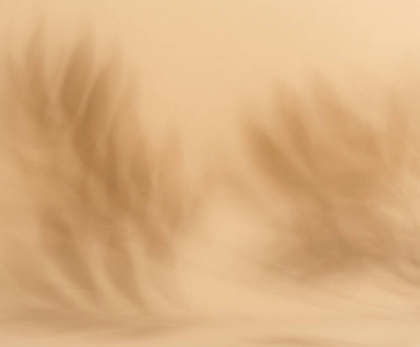 istock Soft, blurred shadows of palm leaves are cast across a solid light brown background 2226372732