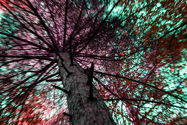 View of the sky from the base of a tree, tree branches, against the sky.