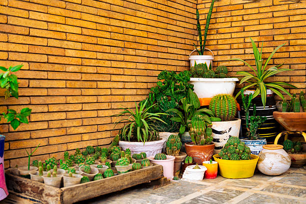 istock Cactus and Succulent Collection: Vibrant Desert Plants in Yellow Brick Setting 2226373710
