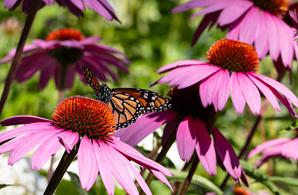 istock Monarch Butterfly on a Pink Cornflower 2226374716