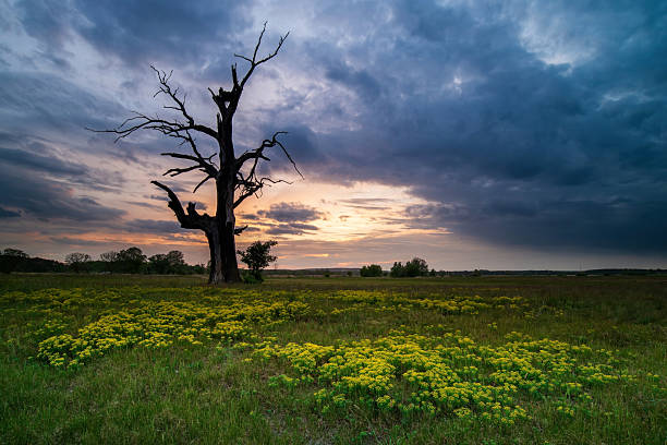 Messy trees and grasses. Green natural background