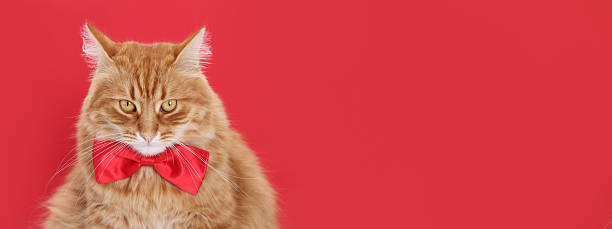 istock Ginger Tabby Cat Wearing Red Bow Tie in Studio Portrait 2226375859