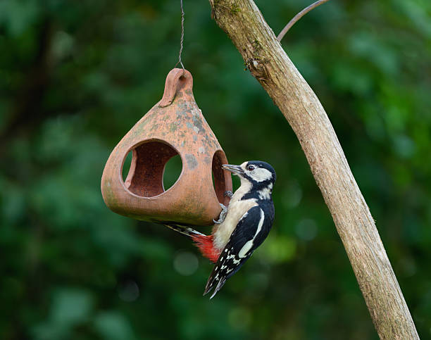 Great spotted woodpecker perching on the bird feeder feeding on sunflower seeds..