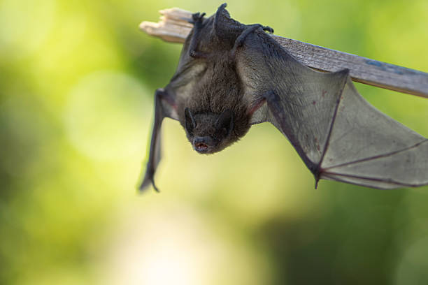 istock bat hanging on a branch, open mouth with teeth 2226376767