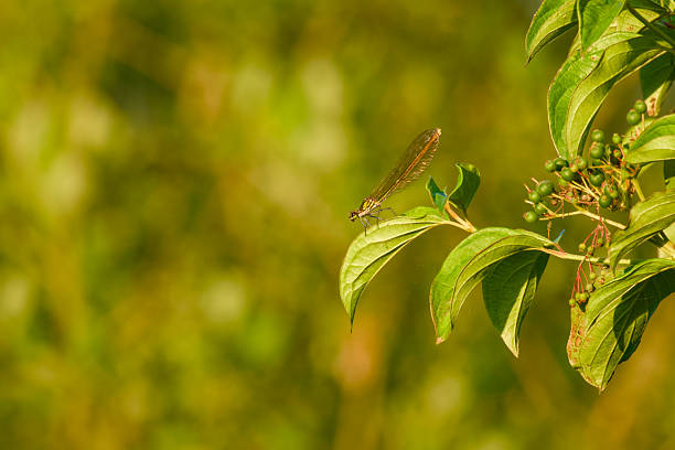 female banded demoiselle (Calopteryx splendens) perches on a green leaf