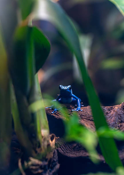 A vivid blue poison dart frog (Dendrobates tinctorius “azureus”) perched on the forest floor. The amphibian’s vibrant blue skin contrasts sharply against the blurred green and brown tones of its natural rainforest environment. Captured in a shallow depth-of-field, the image highlights the frog’s striking coloration while subtly showcasing the surrounding habitat. This species is native to the rainforests of Suriname in South America and is known for its toxic skin secretions and bold warning colors.