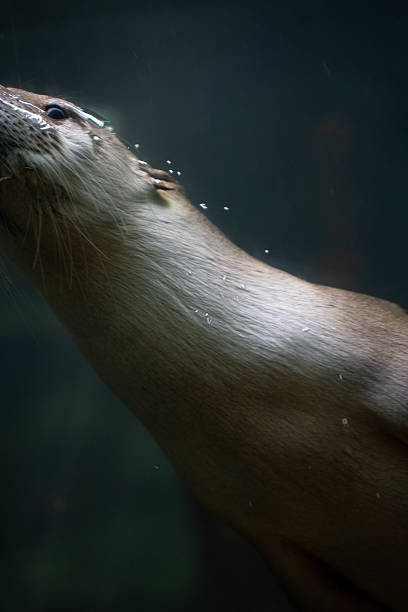 istock North American River Otter in Natural Habitat 2226376841