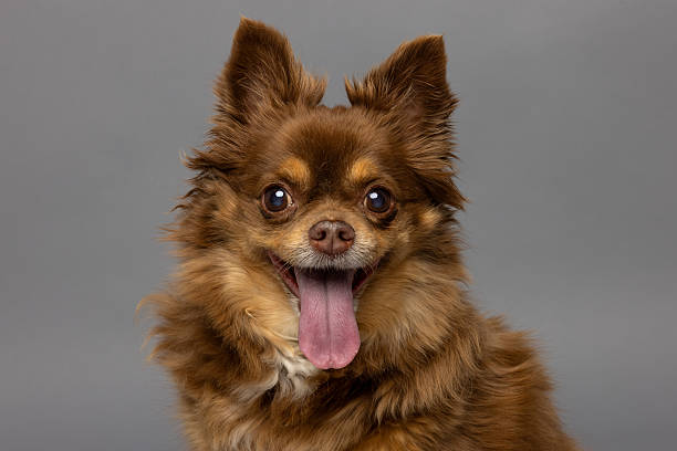 istock Long-Haired Chihuahua Portrait on Gray Studio Background 2226377393