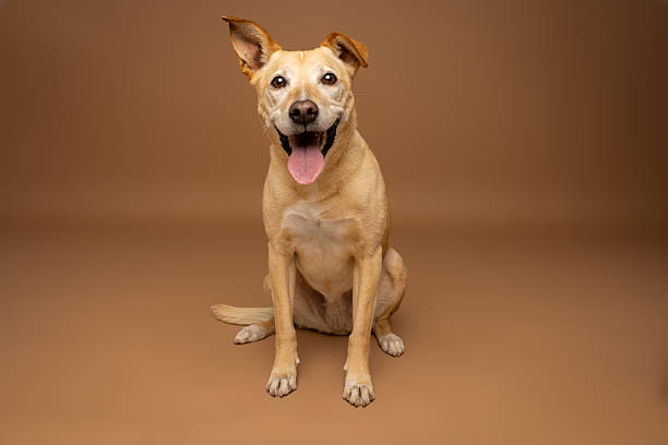 istock Happy Mixed-Breed Dog Sitting on Brown Studio Background 2226377502
