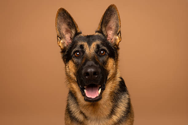 istock Close-Up of German Shepherd on Brown Studio Background 2226377521