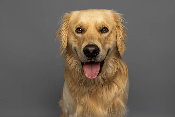 istock Golden Retriever Portrait on Gray Studio Background 2226377812