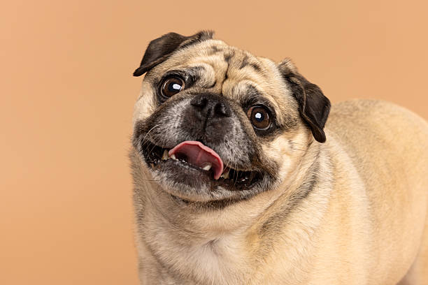 istock Happy Pug Dog on Beige Background 2226377863