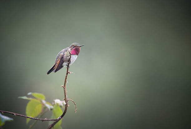 Photographed this Volcano hummingbird on beautiful blackberry twig in the amazing cloud forest of Zarcero, Costa Rica.