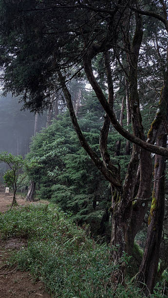 istock Hiking trail with old trees and a thin mist enveloping it. 2226380439