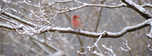 House Finch in the Snow