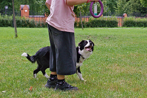 Training and play scene with a border collie and handler using a purple ring toy. Active dog moment in a grassy park, perfect for pet training and companionship visuals.
